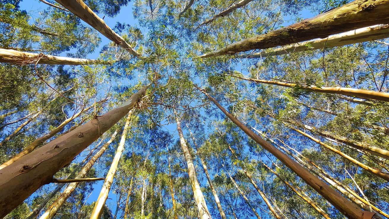 Tall trees with slender trunks and green leaves stretch upwards toward a clear blue sky, creating a vertical composition from the ground perspective.