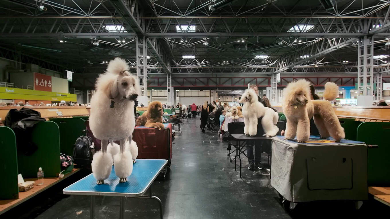Three poodles on grooming tables in a large indoor arena with spectators and green barriers.
